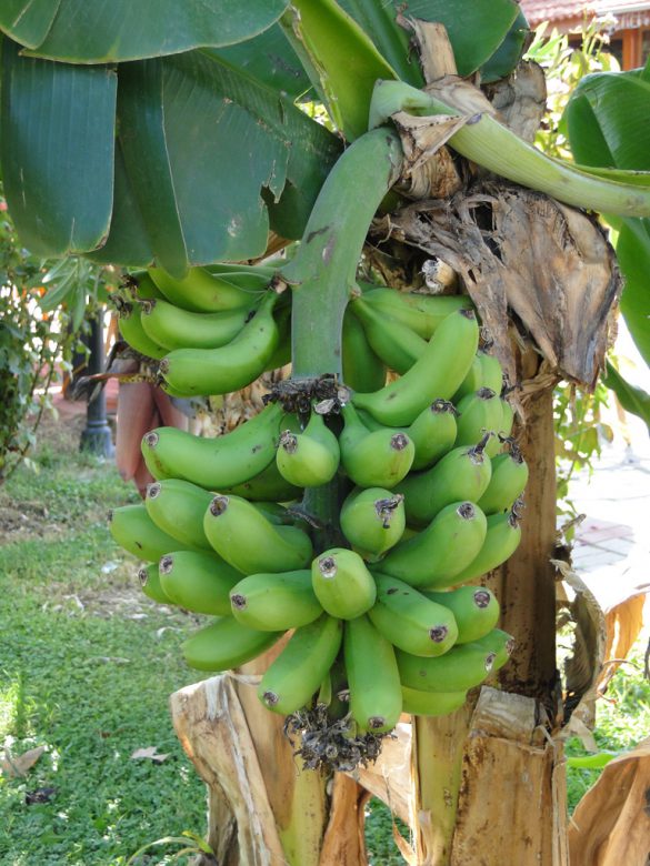 Бананы на территории Seker Resort, Турция