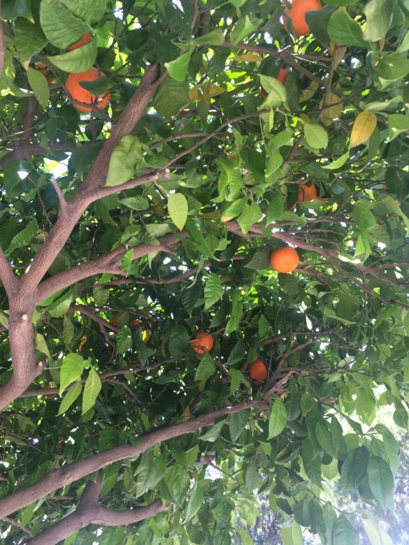 Апельсины в мае. Турция