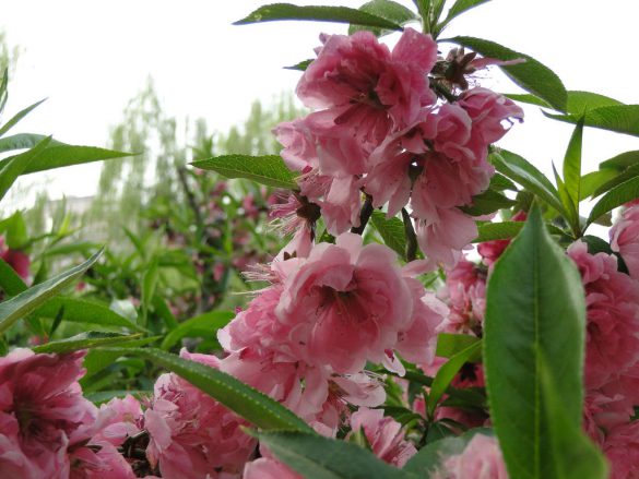 Так цветет знаменитая сакура
