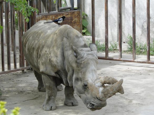 Носорог, как не настоящий