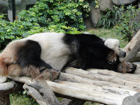 Настоящая панда