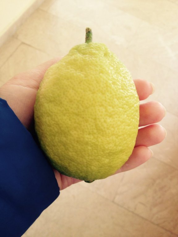 Лимон с дерева. Февраль. Алания. Турция