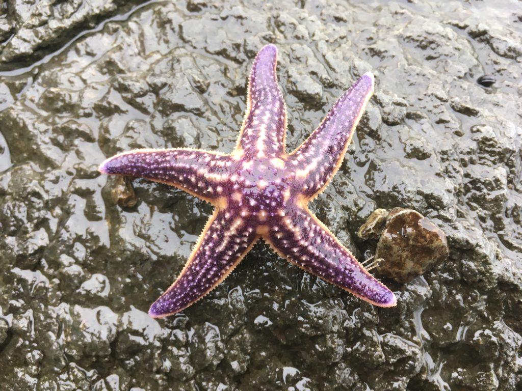 Морская звезда Японского моря