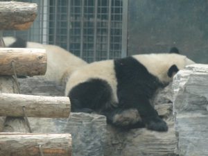 Панда в зоопарке спала