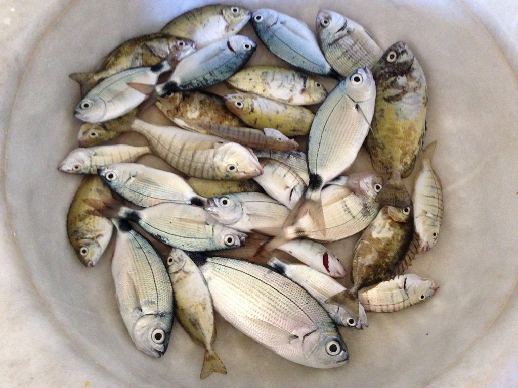 Рыбы турции